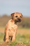 BORDER TERRIER 175